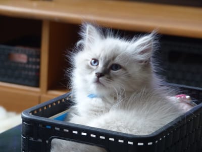  Notre élevage image