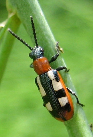 BioControl Chiti - Rhino Agrivantage