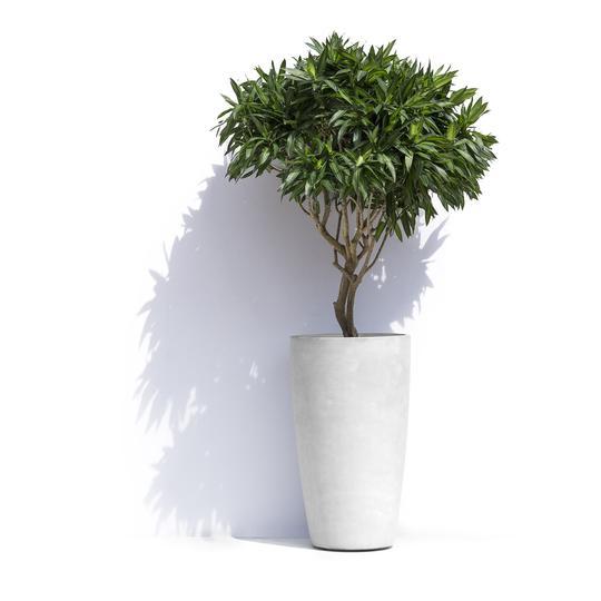 Self-Watering