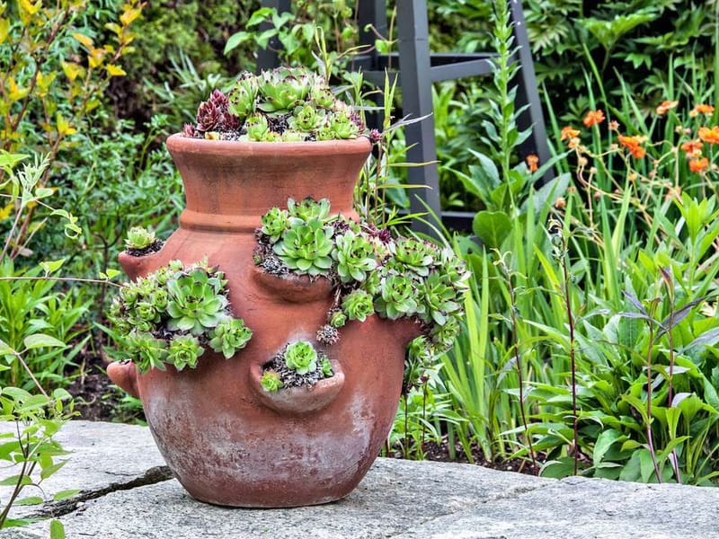 Terracotta