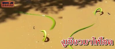 งูเขียว ลงเล่นน้ำรำบำในสถานปฏิบัติธรรมเพชรบูรณ์