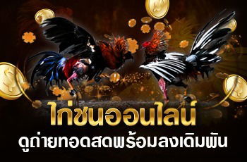 รู้จักอัตราจ่าย รูปแบบอัตราการจ่ายพนันไก่ชน แบบมาเลย์ (Malaysian Odds)