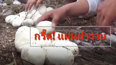 กรี๊ด! วงแตก คิดว่าเจอเห็ด แผ่นป่าราบ