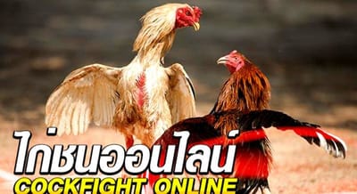 เล่นพนันไก่ชน ในมือถือได้ทุกที่ แทงไก่ชนออนไลน์ ( Cockfight Online )