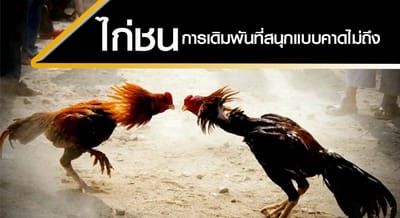 ข้อดีของการเล่น ไก่ชนออนไลน์