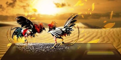 เทคนิคการเล่นพนันไก่ชนออนไลน์ ให้ได้เงิน