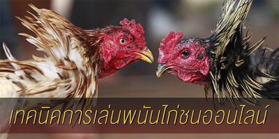 มาทำความรู้จักกับ เทคนิคเล่นพนันไก่ชนออนไลน์