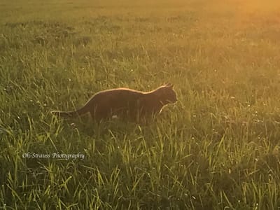 WHAT IS "GOLDEN HOUR"?
