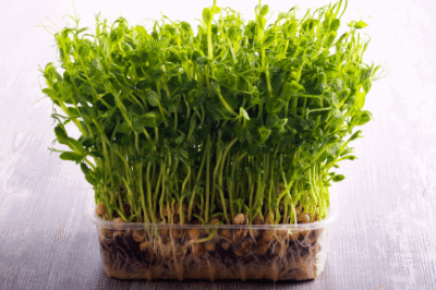 Trending Microgreens