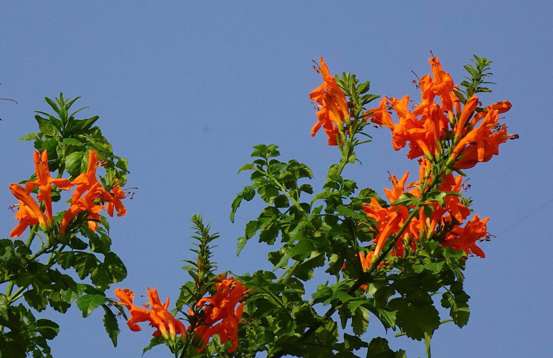 Autumn is a great time to transplant evergreen shrubs and trees