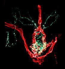 יום רביעי 03.03.21 כ"א שבט בשעה 11:00 - כיצד פועל המוח בזמן שינה ועירות - פרופסור ליאור אפלבוים - מנהל המעבדה לחקר המוח של אוניברסיטת בר אילן
