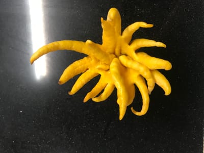 Citron: la main de boudha