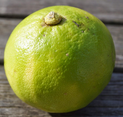 Citron: bergamote