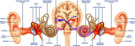 Hearing Impacts Brain Function