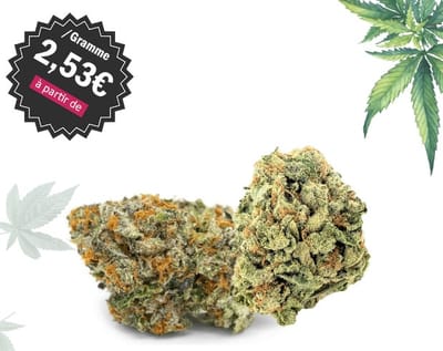 CBD Oil for Dogs: A Miracle Medicine for All of the Dogs Out There image