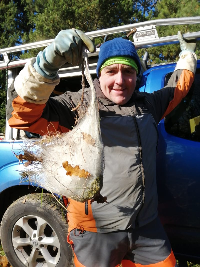 Lutte contre la chenille processionnaire du chêne ou du pin