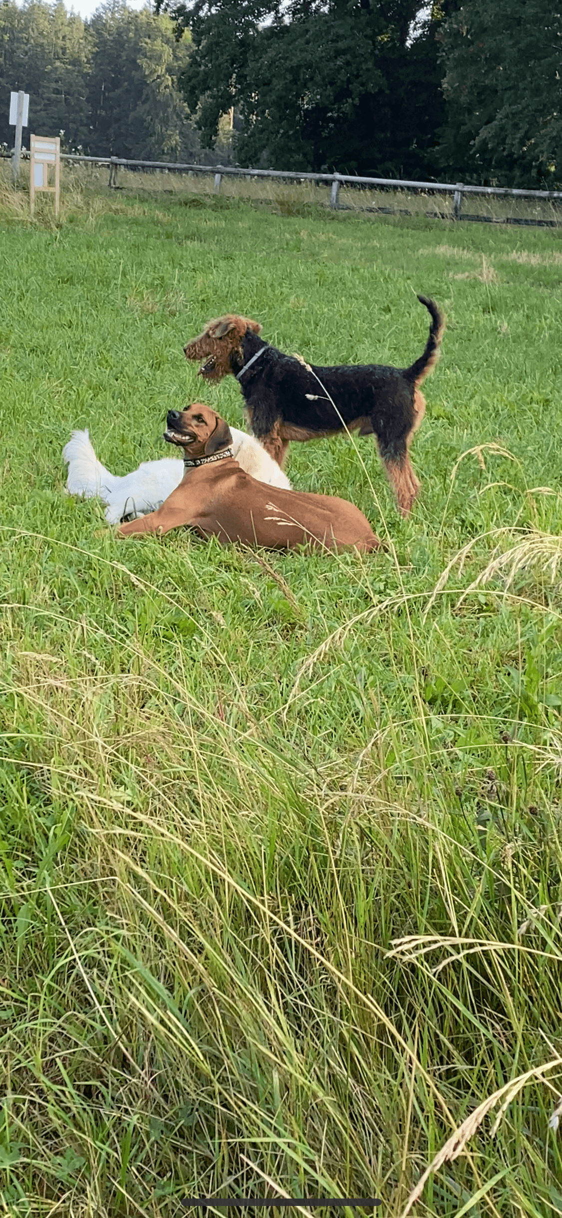 schön wenn man Hundefreunde beim Spazieren trifft