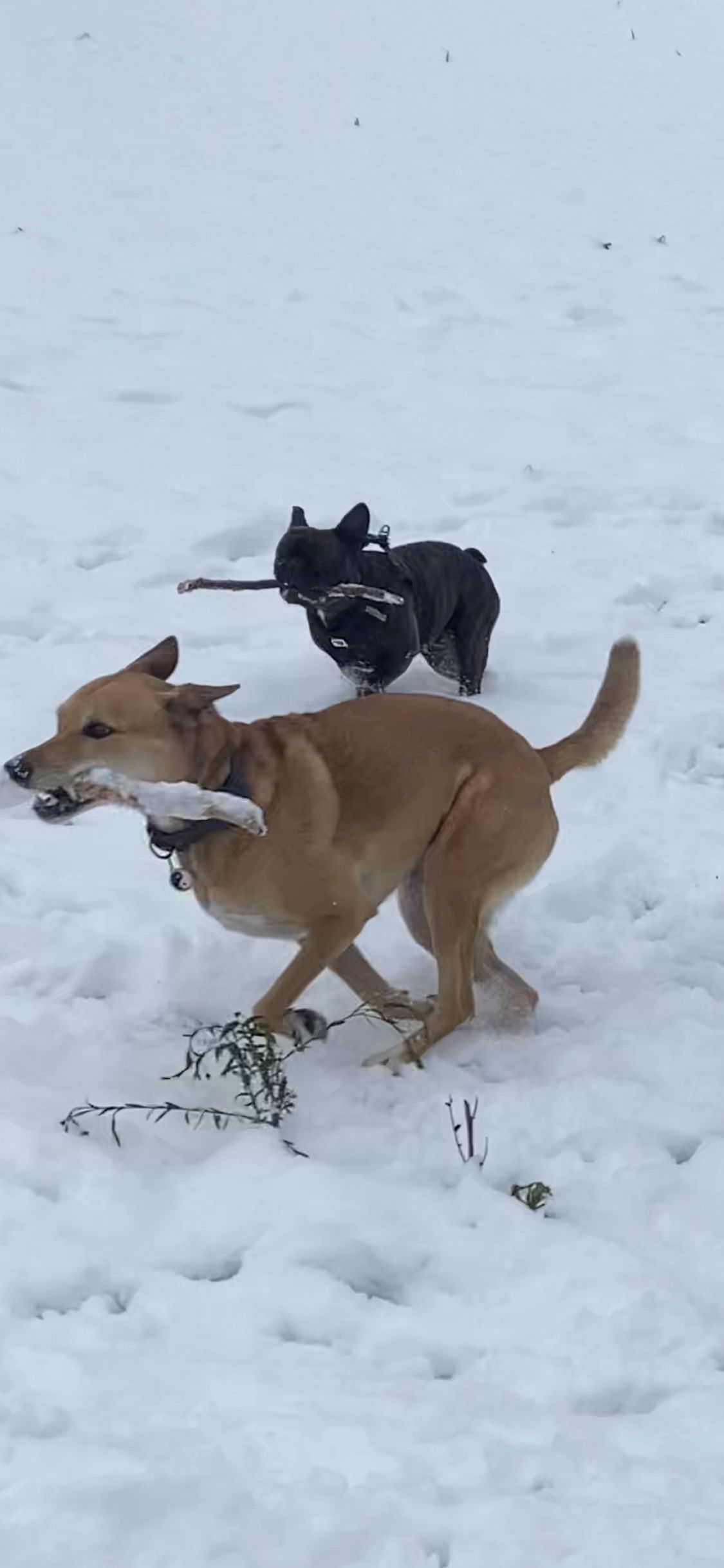 Und sie lieben es im Schnee zu spielen🥰🥰