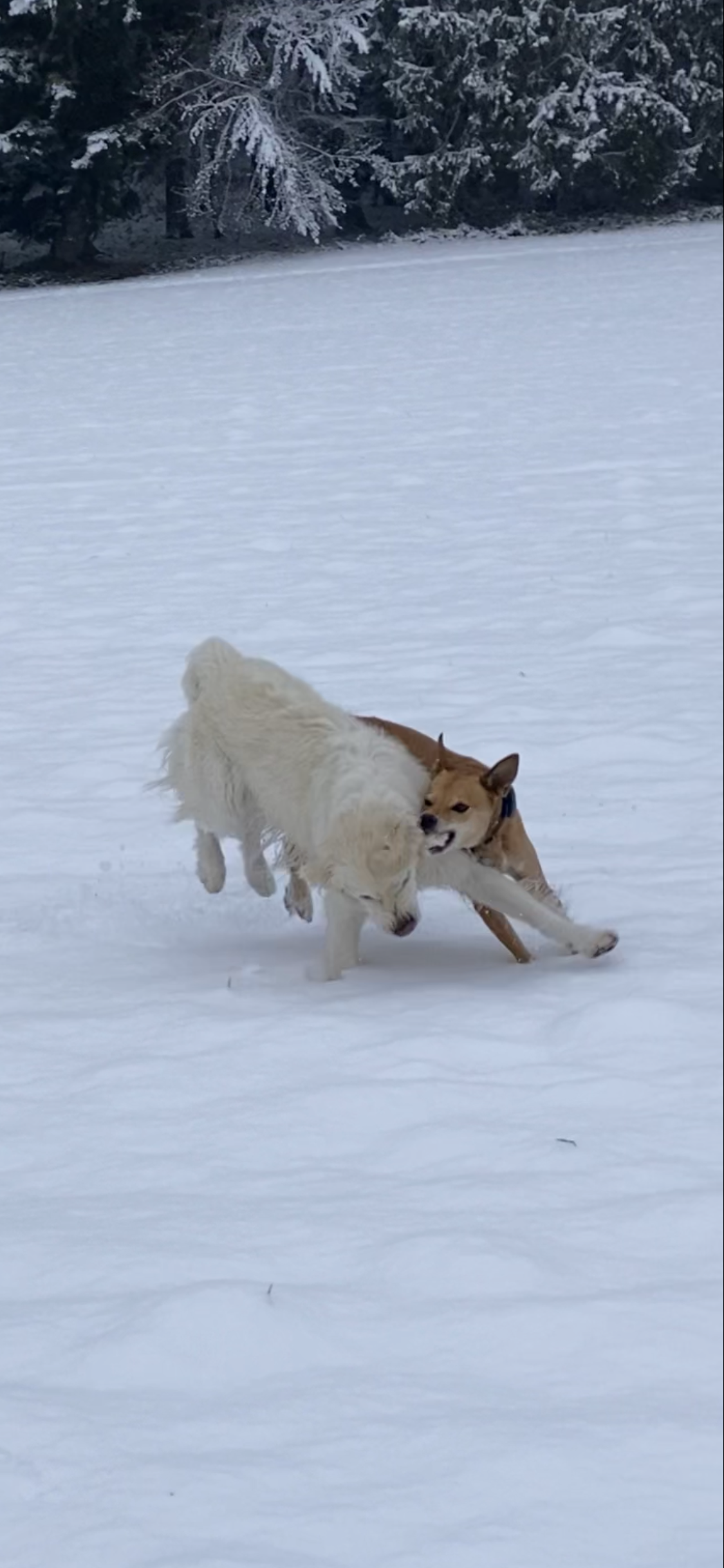 und sie lieben es im Schnee