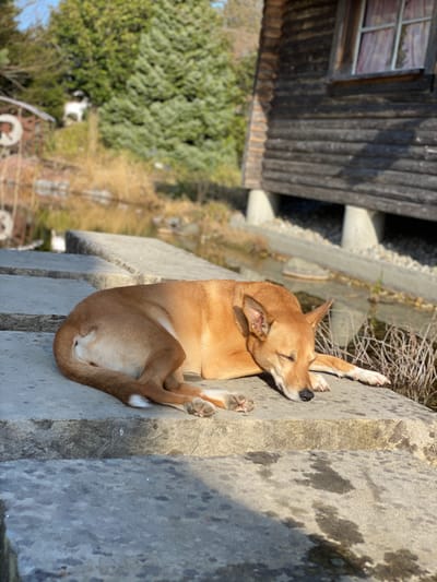 Ferien von the charming dog service image