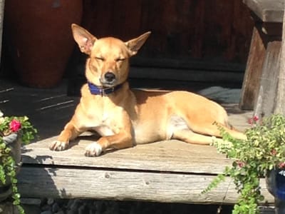 Ferien von the charming dog service image