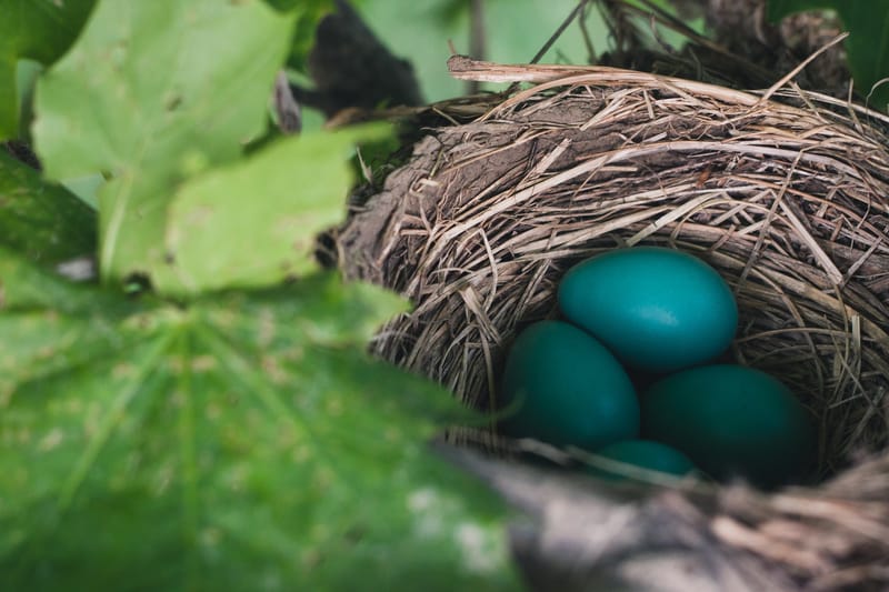 Schmücken des Osterbrunnenens