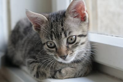 Cicáim, akik már nincsenek velem (meghaltak, vagy elköltöztek) - nem az összes, sokkal több cicám volt / Kitties that no longer live with me (died or moved away) - not all of them, I had many more kitties...