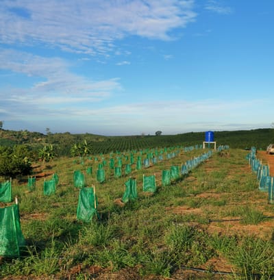 INVESTING IN AVOCADO BUSINESS IN CAMBODIA