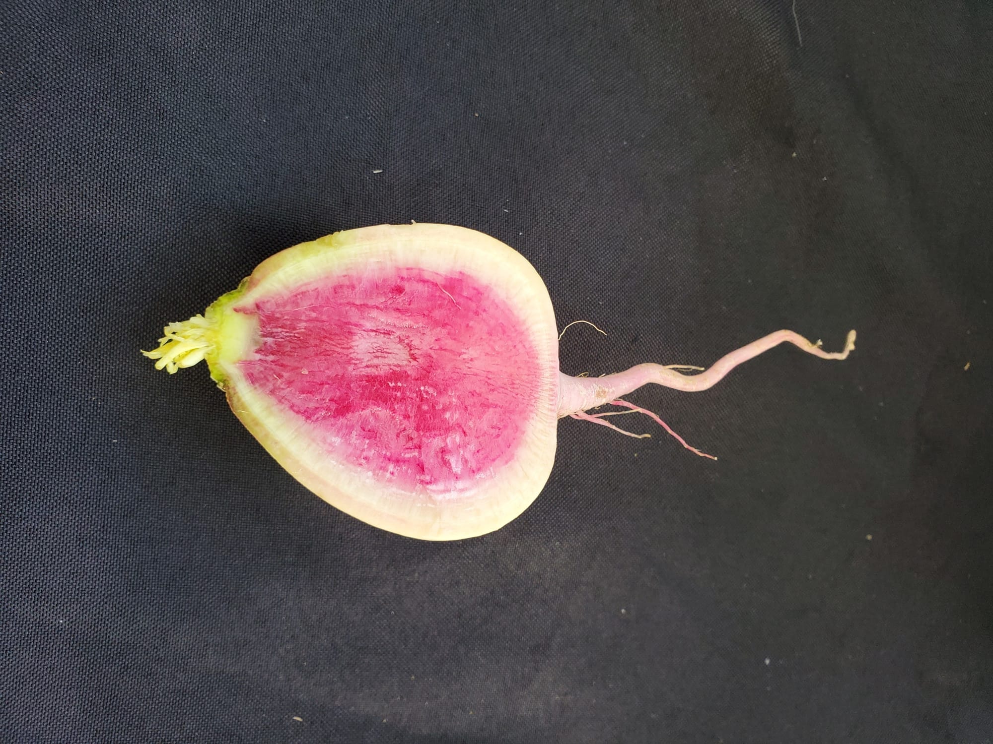 WATERMELON RADISH