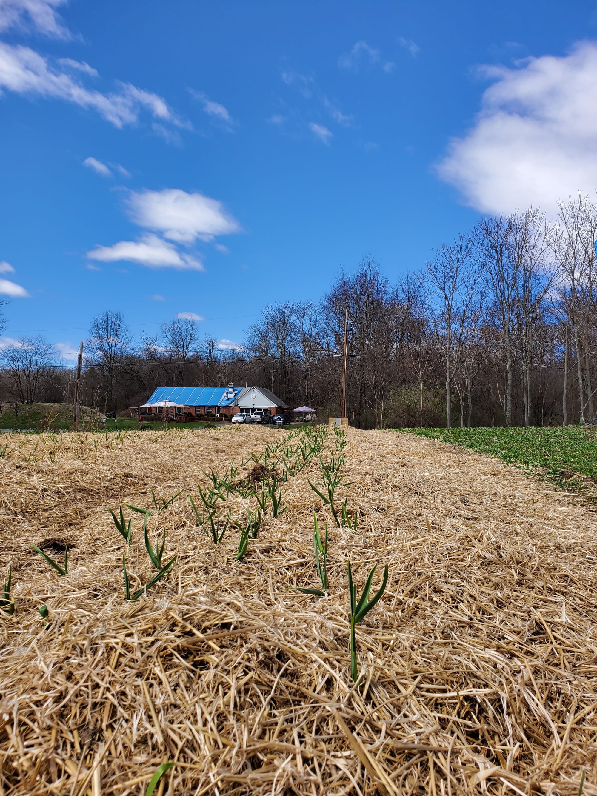 SPRING GARLIC