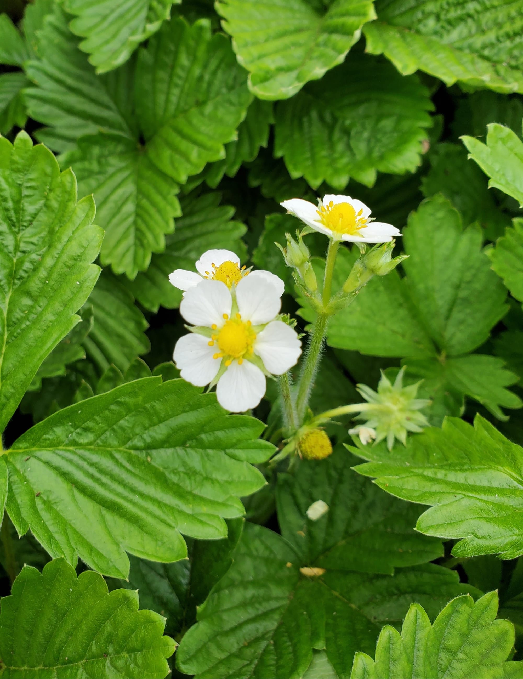 ALPINE STRAWBERRIES