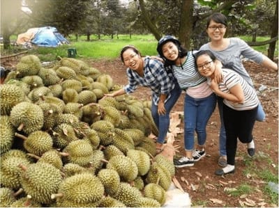 Những vườn cây trái gần Sài Gòn – Địa chỉ không thể bỏ qua hè này