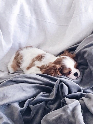 COMMENT CHOISIR UN MATELAS