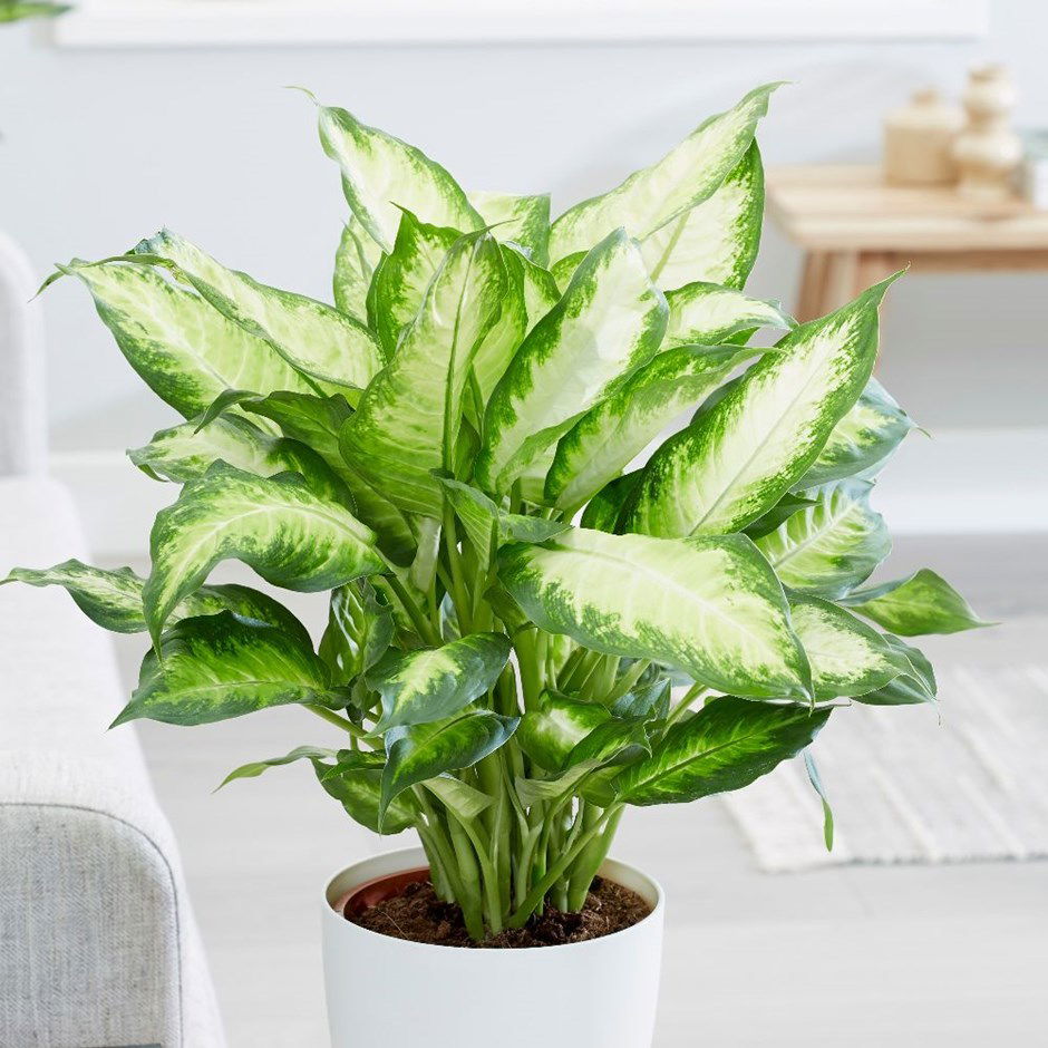 Dieffenbachia