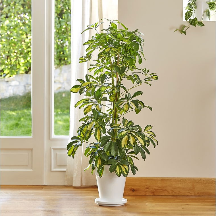 Schefflera