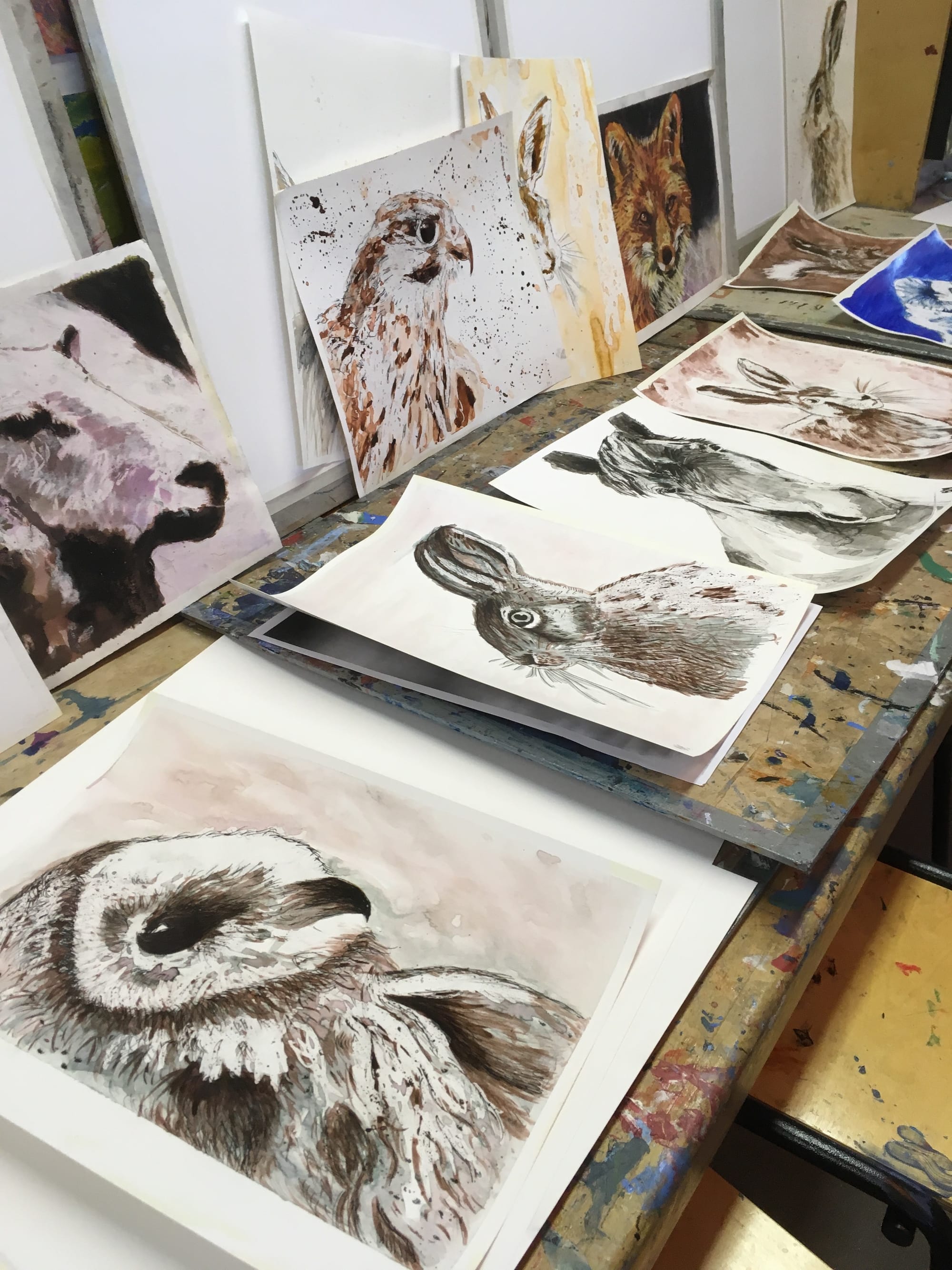 Animal Portraits