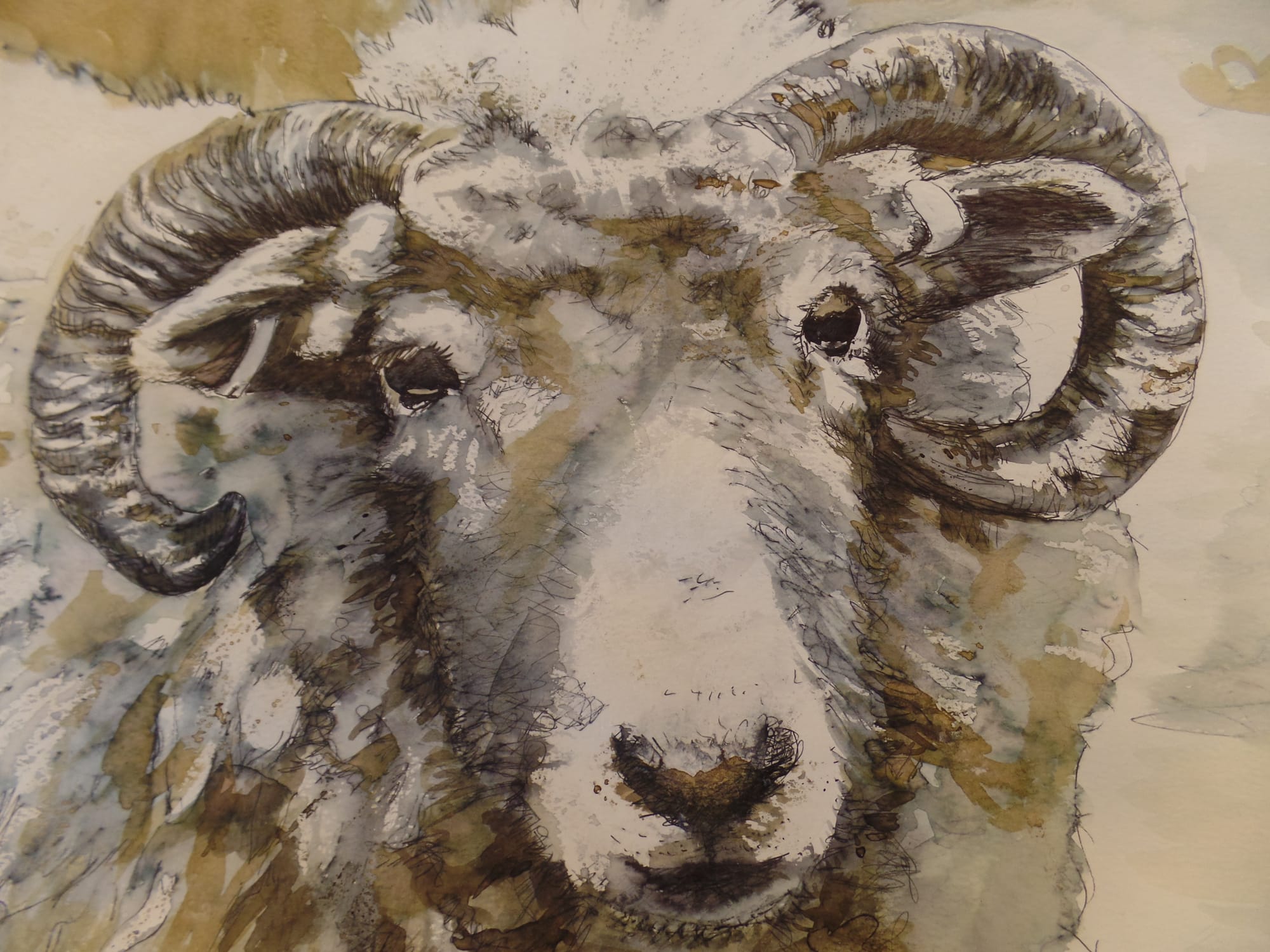 sheep