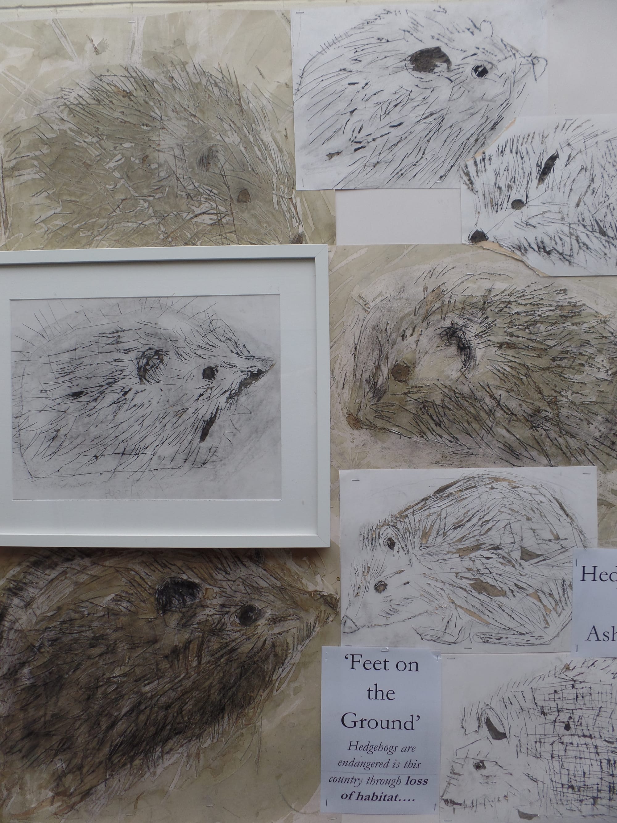 Year 2 hedgehogs