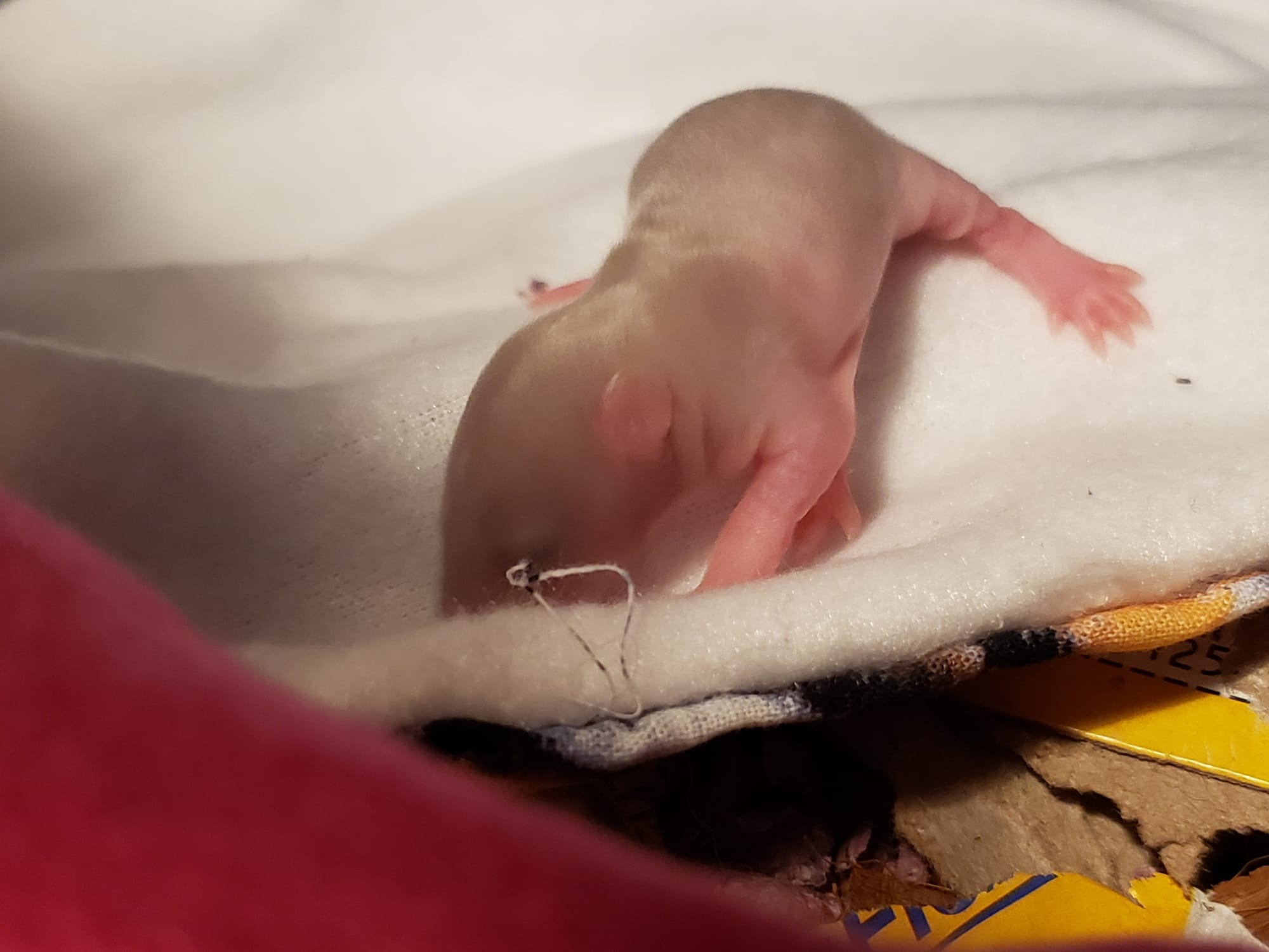 Raising space dragons (March 17th)