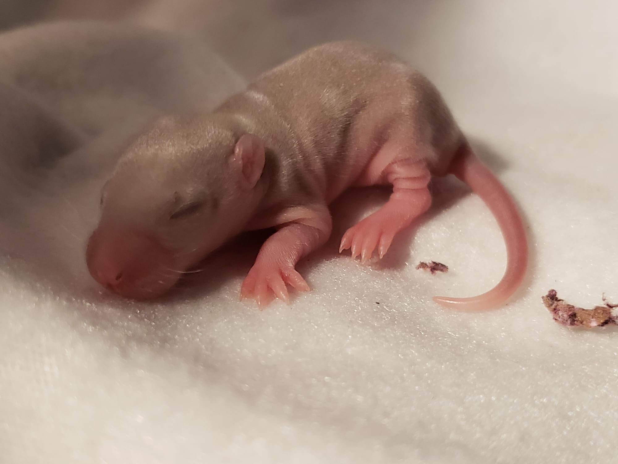 Raising space dragons (March 17th)