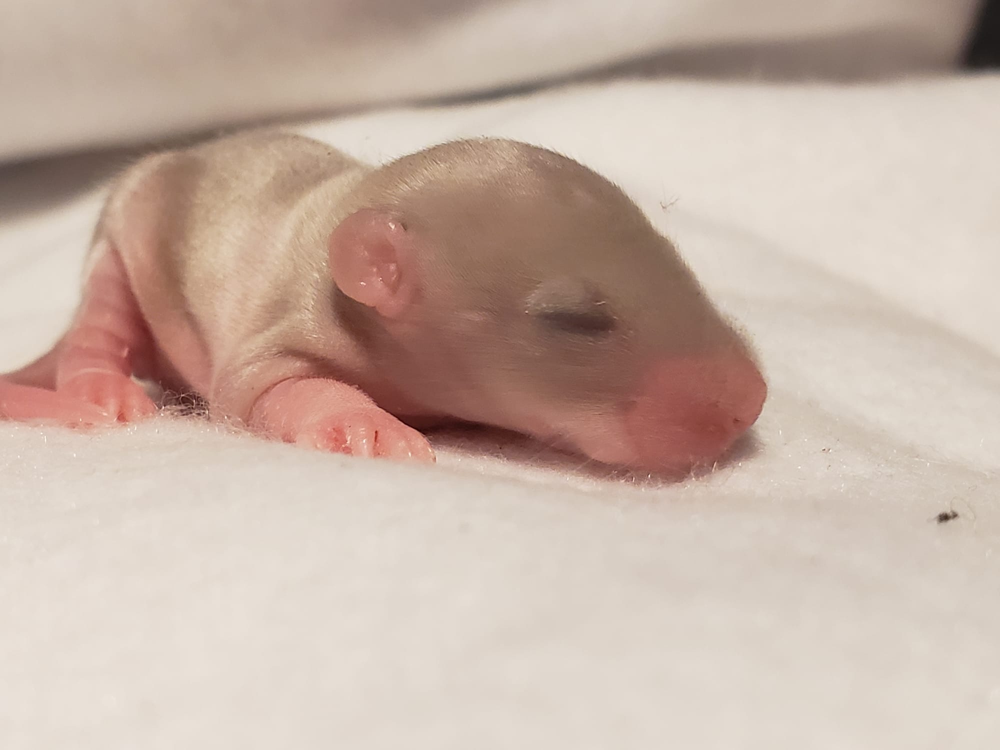 Raising space dragons (March 17th)