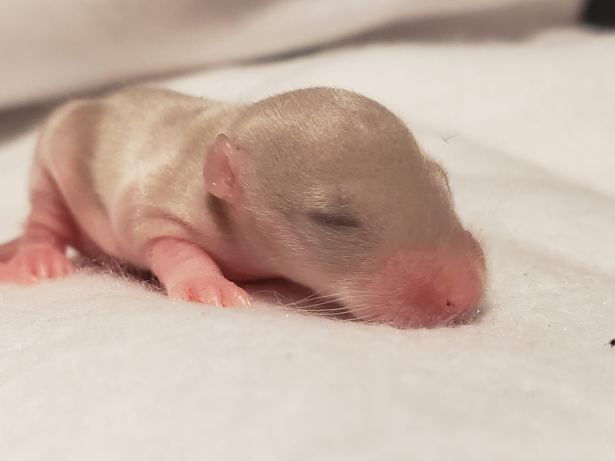 Raising space dragons (March 17th)