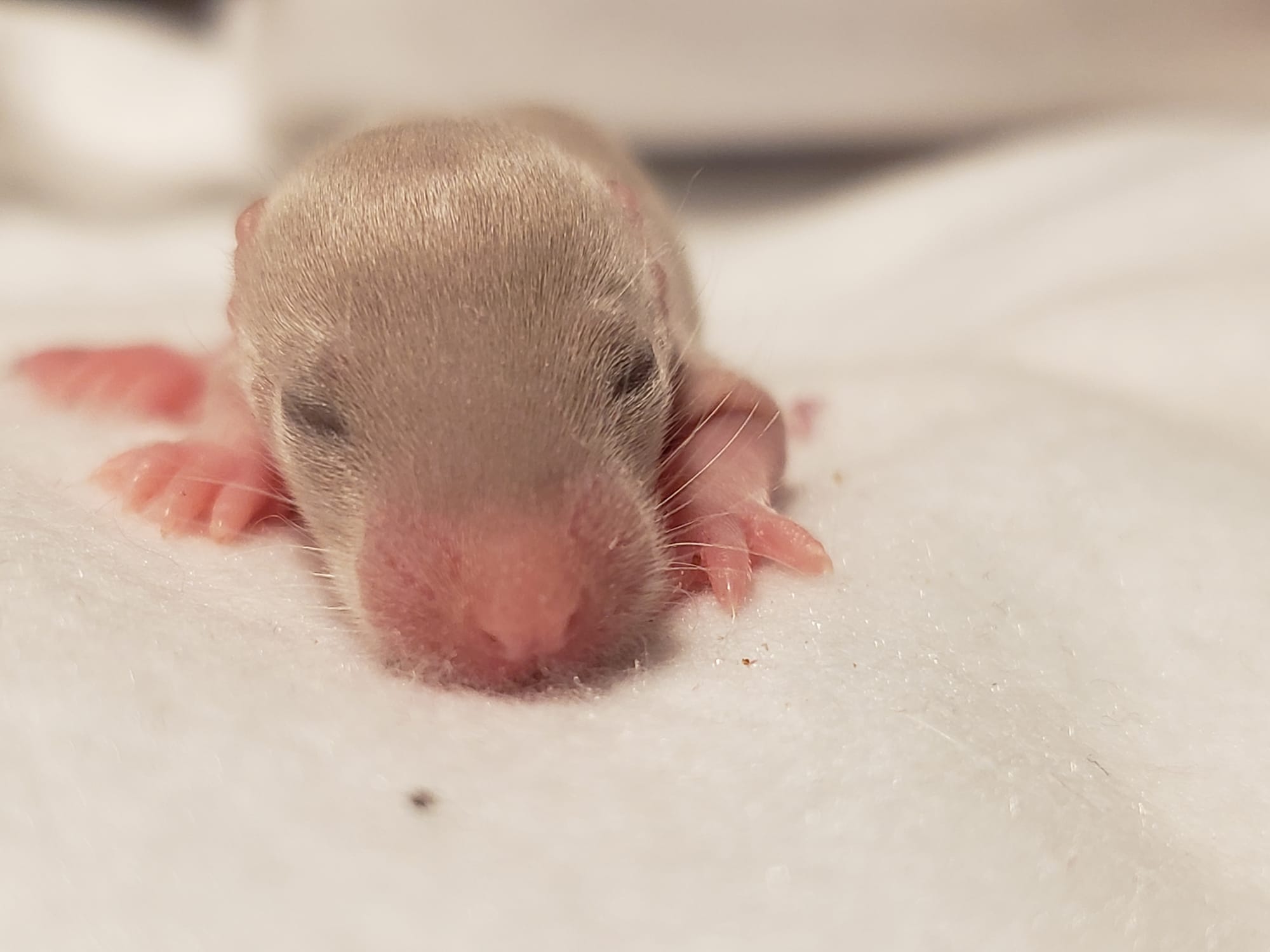 Raising space dragons (March 17th)