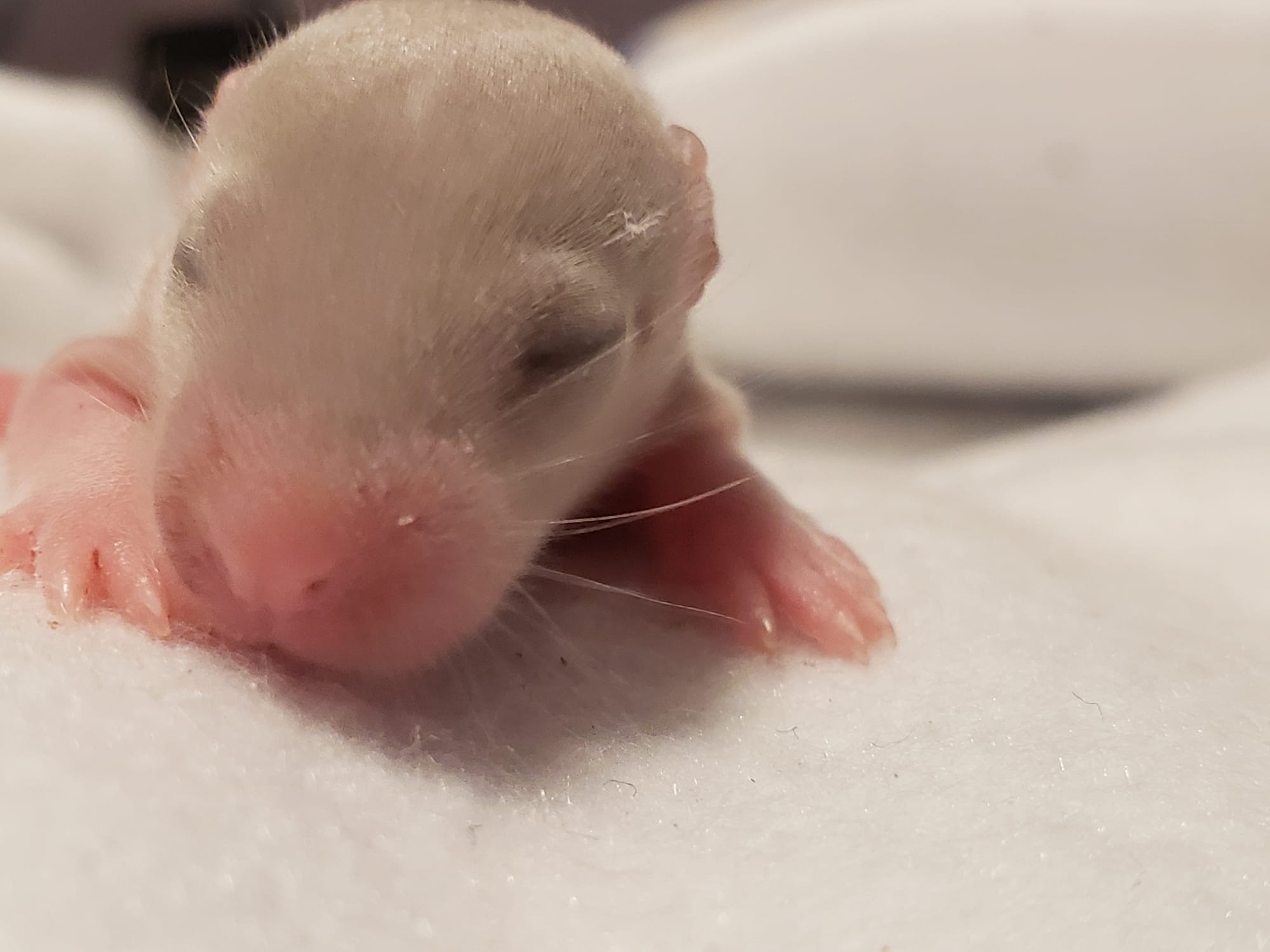 Raising space dragons (March 17th)