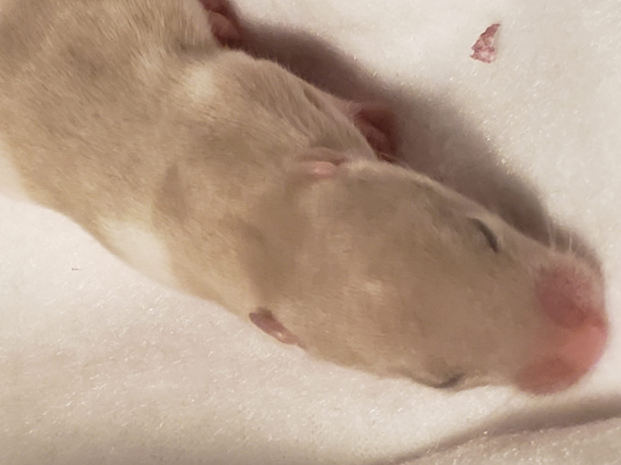 Raising space dragons (March 17th)