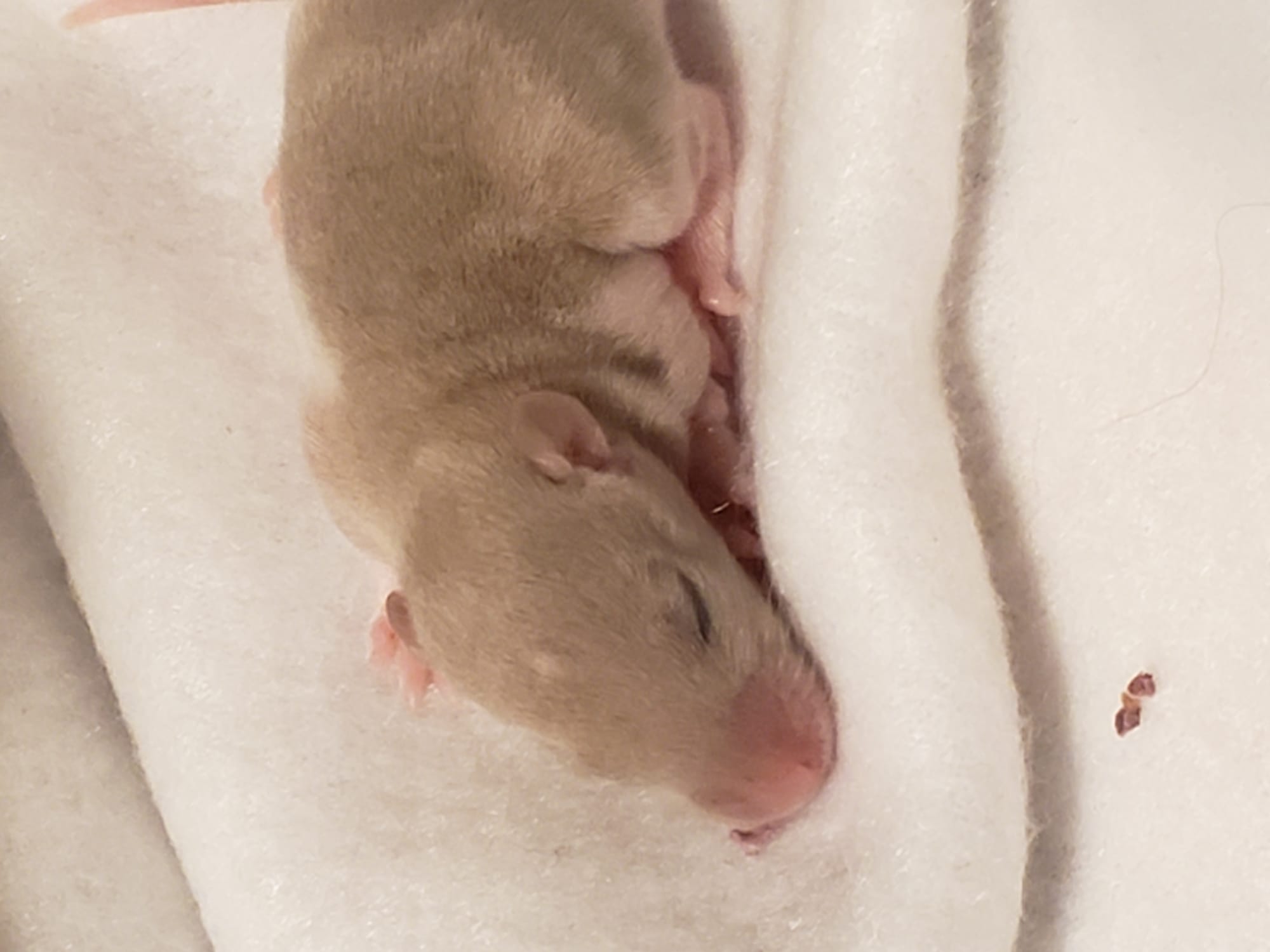 Raising space dragons (March 17th)