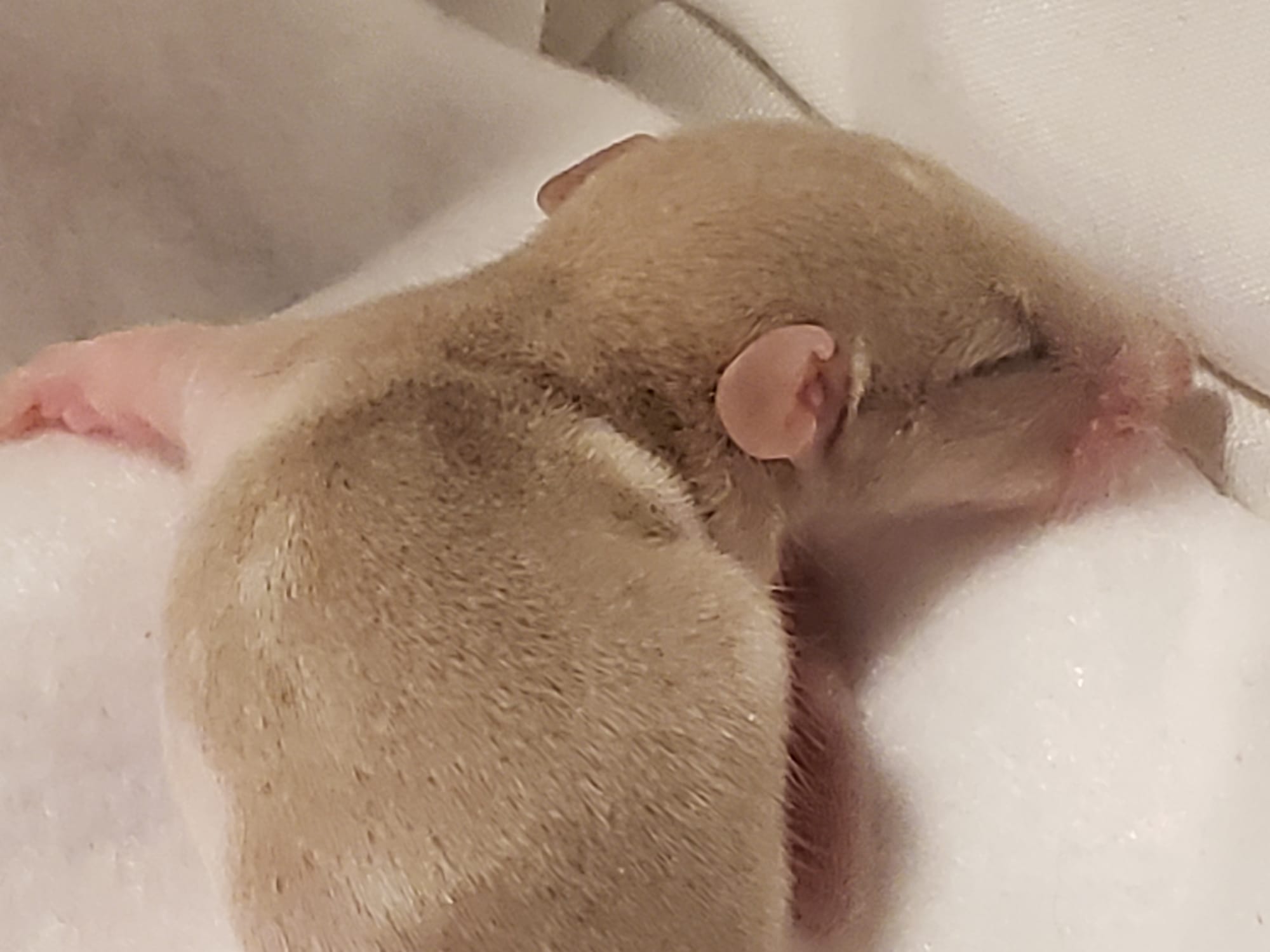 Raising space dragons (March 17th)