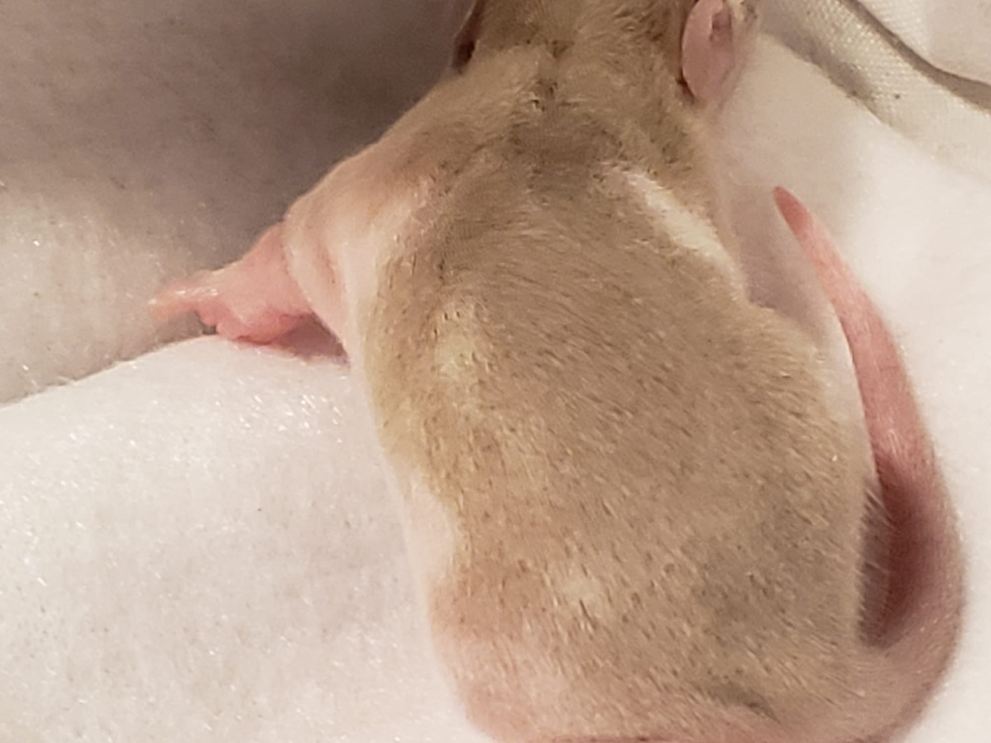 Raising space dragons (March 17th)