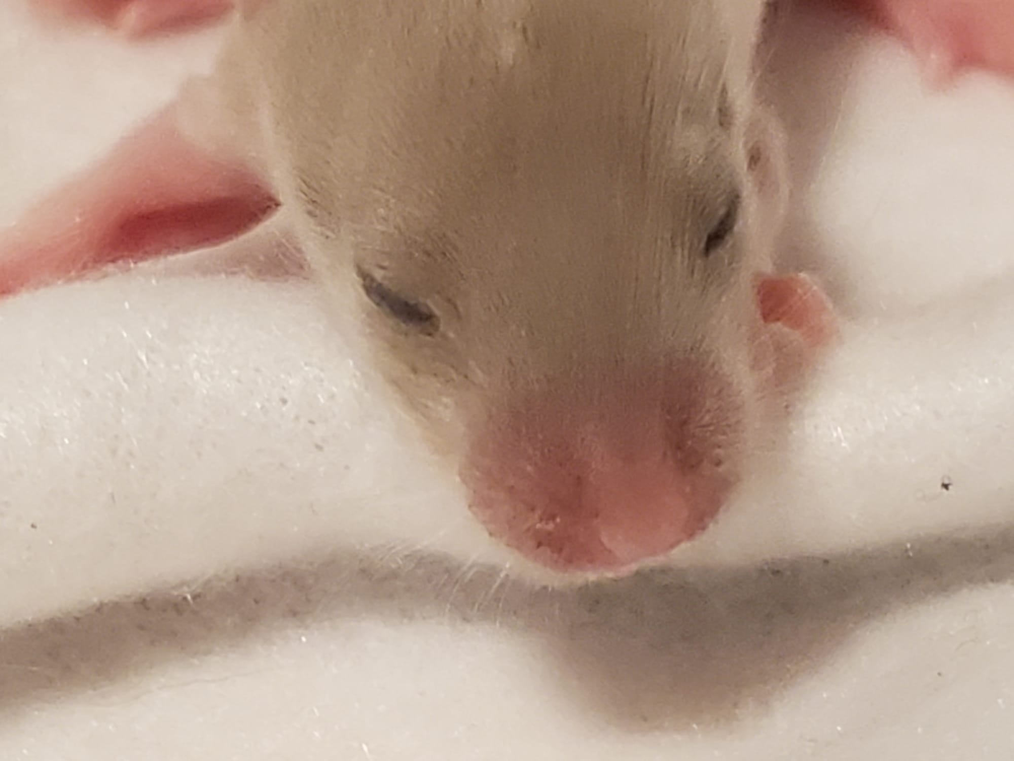 Raising space dragons (March 17th)