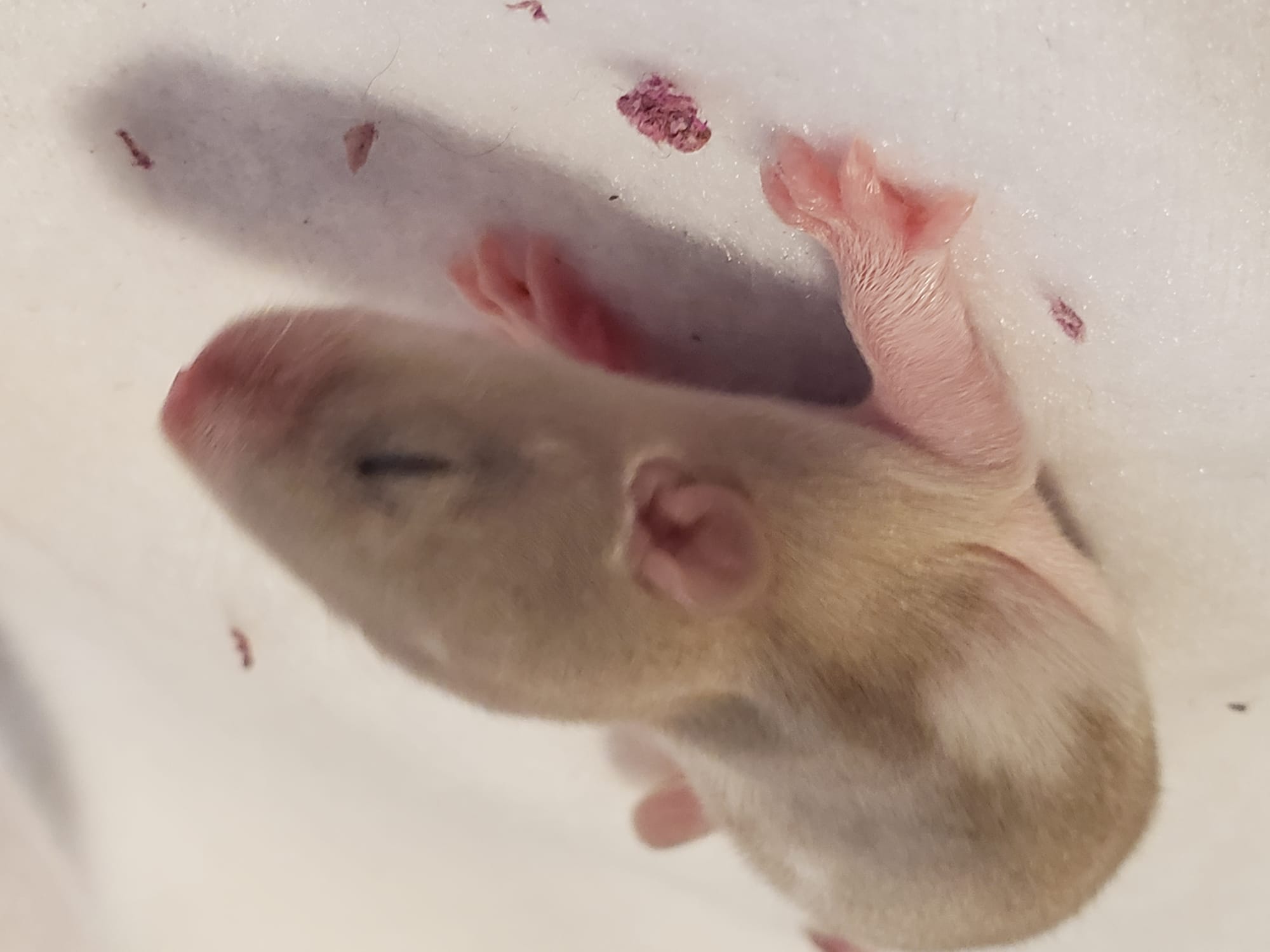 Raising space dragons (March 17th)